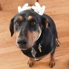Happy adoption Stories!